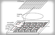 Real-Time Microarrays