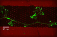 Axon Actin Stain