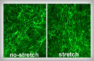 Fibronectin Fibrils