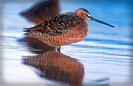 Bear River Bird Refuge