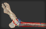 Human Foot Model